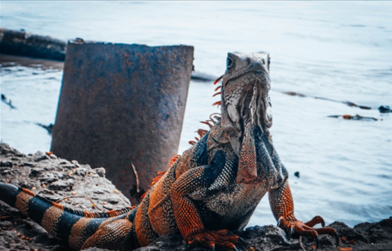 iguana3